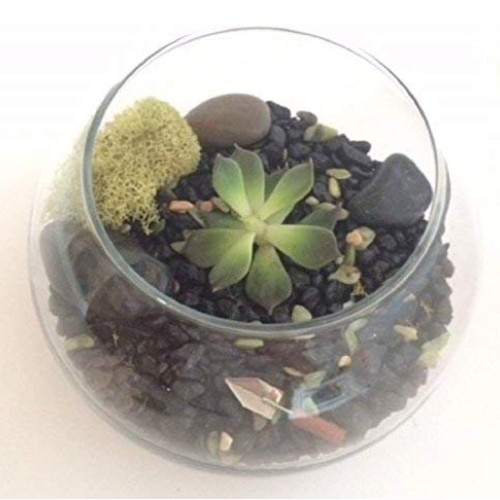 Let It Grow Terrarium Design Kit Brown/Black