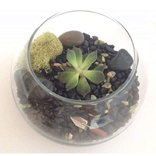Let It Grow Terrarium Design Kit Brown/Black