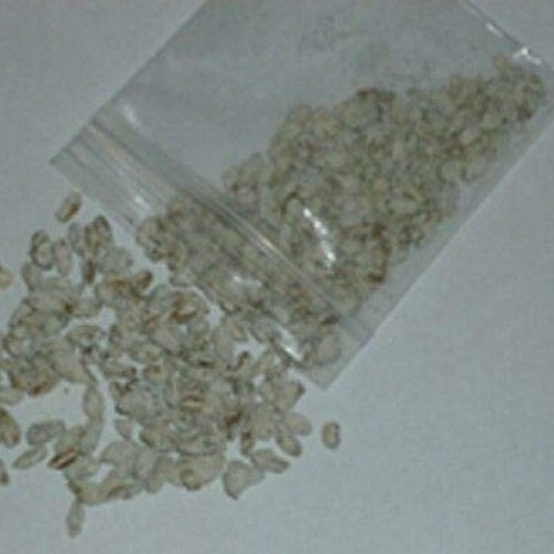 LGKO Black Morel Mushroom Spores/Spawn Mycelium on Dried s-e-e-d-s