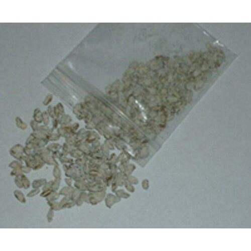 LGKO Black Morel Mushroom Spores/Spawn Mycelium on Dried s-e-e-d-s