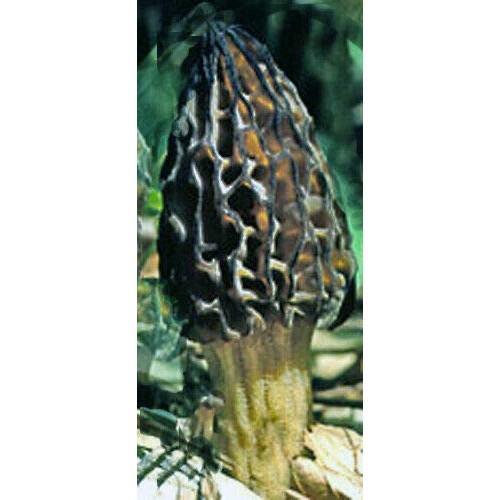 LGKO Black Morel Mushroom Spores/Spawn Mycelium on Dried s-e-e-d-s