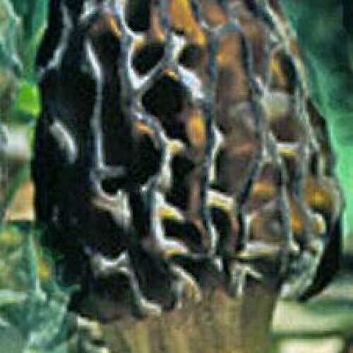 LGKO Black Morel Mushroom Spores/Spawn Mycelium on Dried s-e-e-d-s