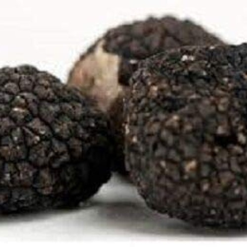 LGKO Black Oregon Truffle Mushroom Spores Spawn/Mycelium on Dry s...