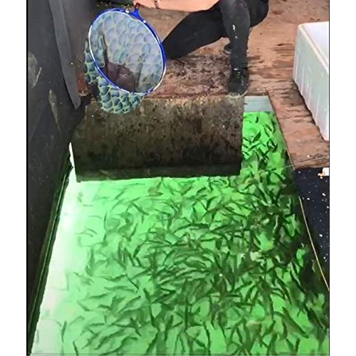 Lightingsky 12V 10.8W 180 LEDs 1080 Lumens LED Submersible Fishing...