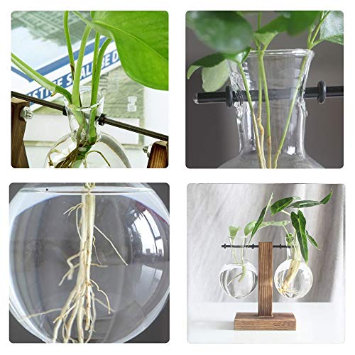 Desktop Hydroponic Glass Vase, Vintage Plant Terrarium, Water Plan...