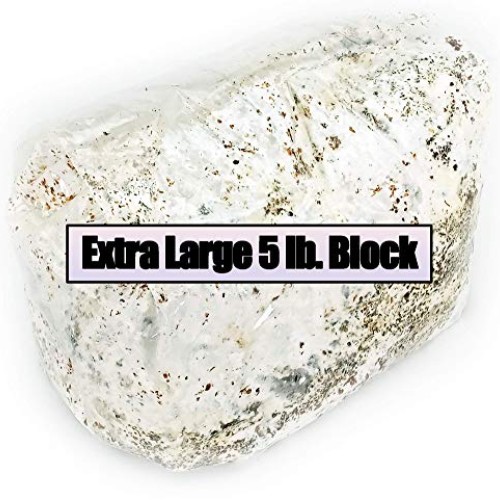 Golden Oyster Easy Grow Mushroom Kit - XL 5 Pound