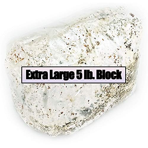 Golden Oyster Easy Grow Mushroom Kit - XL 5 Pound