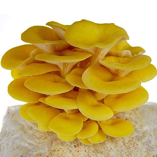 Golden Oyster Easy Grow Mushroom Kit - XL 5 Pound
