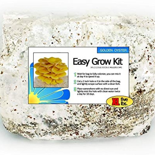Golden Oyster Easy Grow Mushroom Kit - XL 5 Pound
