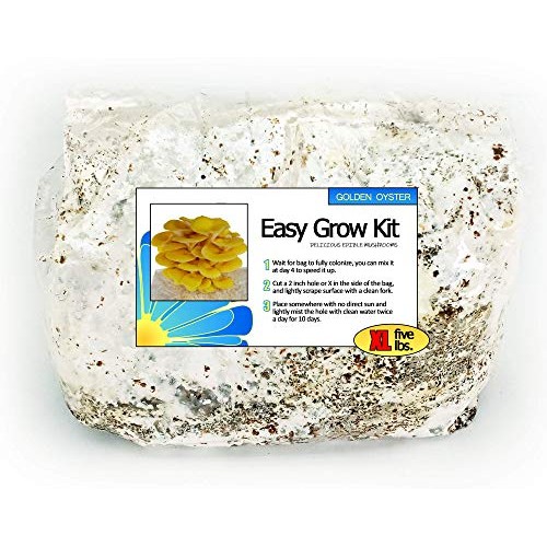 Golden Oyster Easy Grow Mushroom Kit - XL 5 Pound
