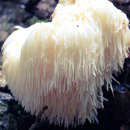Hardwood Mushroom Liquid Culture Syringe 5 Pack - Spore Free Live ...