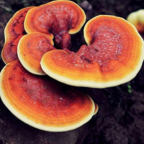 Hardwood Mushroom Liquid Culture Syringe 5 Pack - Spore Free Live ...