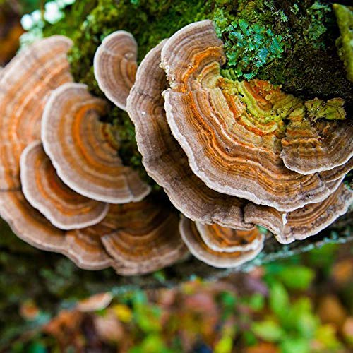 Hardwood Mushroom Liquid Culture Syringe 5 Pack - Spore Free Live ...
