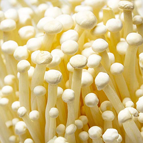 Hardwood Mushroom Liquid Culture Syringe 5 Pack - Spore Free Live ...