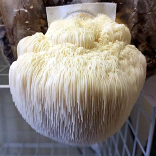 Lions Mane Easy Mushroom Grow Kit - XL 5 Pound