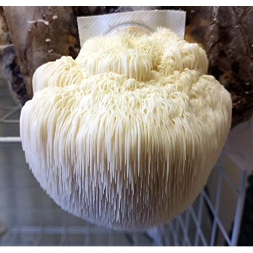 Lions Mane Easy Mushroom Grow Kit - XL 5 Pound
