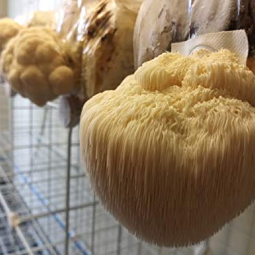 Lions Mane Easy Mushroom Grow Kit - XL 5 Pound