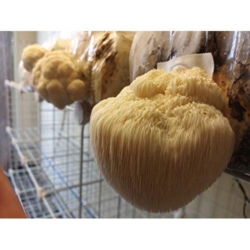 Lions Mane Easy Mushroom Grow Kit - XL 5 Pound