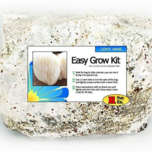 Lions Mane Easy Mushroom Grow Kit - XL 5 Pound