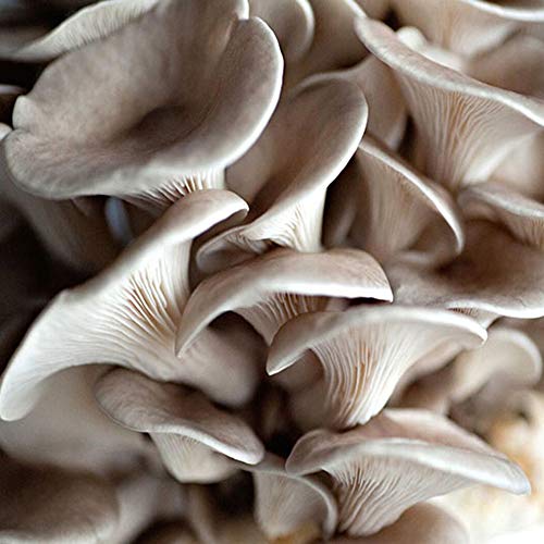 Oyster Mushroom Liquid Culture Syringe 5 Pack - Spore Free Live My...