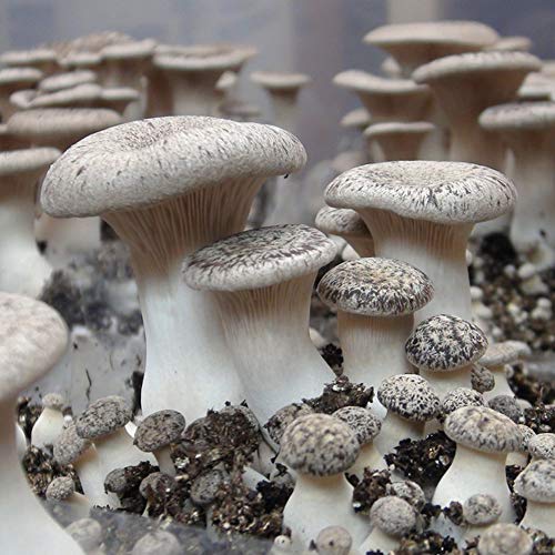 Oyster Mushroom Liquid Culture Syringe 5 Pack - Spore Free Live My...
