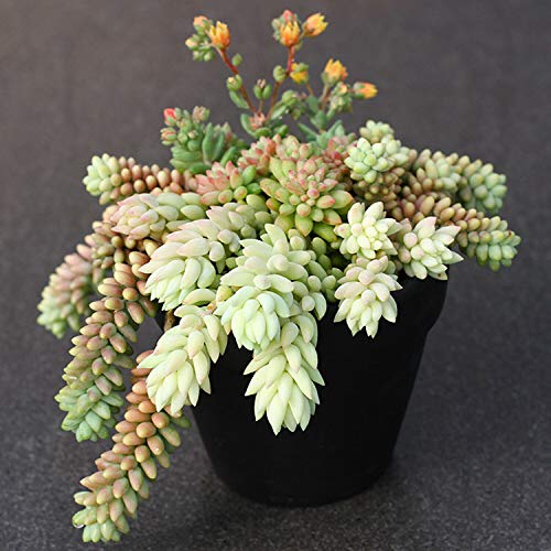 5 Succulent Cuttings Sedum Burrito Burros Tail, Donkey Tail Suc...