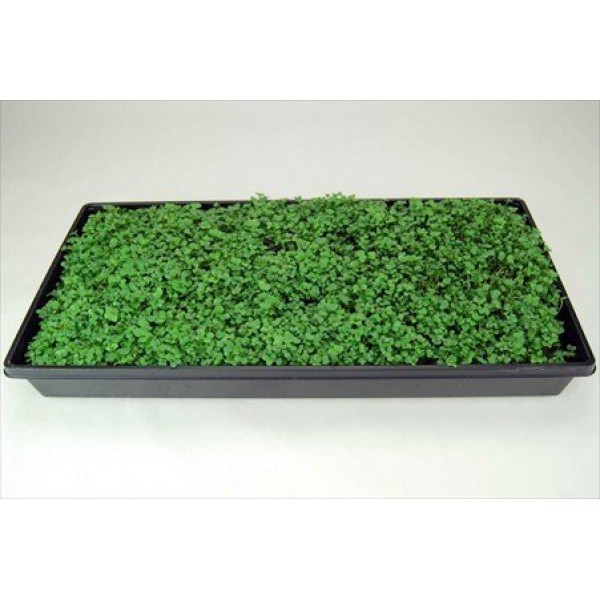 10 Plant Growing Trays No Drain Holes - 20 x 10 - Perfect Gard...