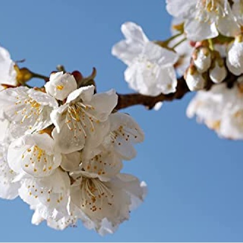 LOccitane Cherry Blossom Hand Cream 1 Oz