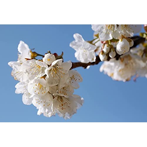 LOccitane Cherry Blossom Hand Cream 1 Oz