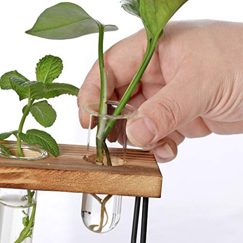 Loprt Glass Hanging Planter Hanging Air Plant Terrarium Decorative...