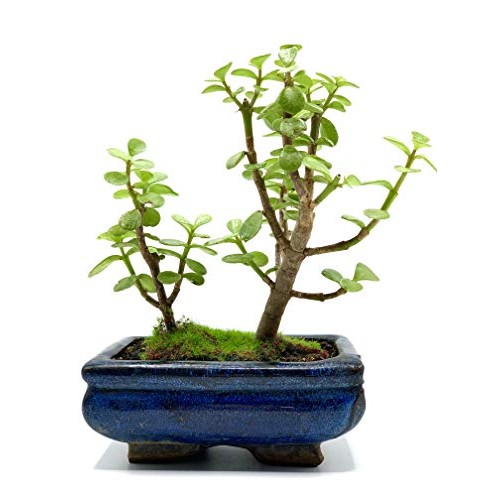 Live Dwarf Bonsai Tree 4-6 Tall 3-4 Years Old | Juniper or Jade ...