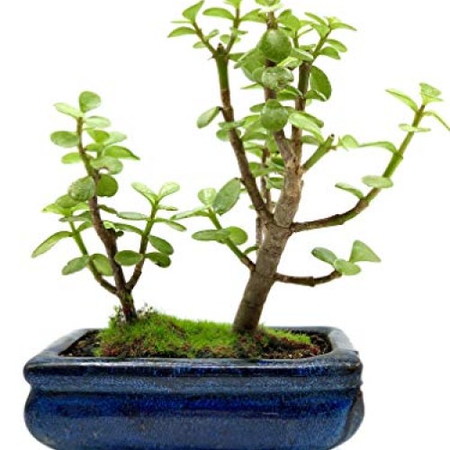 Live Dwarf Bonsai Tree 4-6 Tall 3-4 Years Old | Juniper or Jade ...