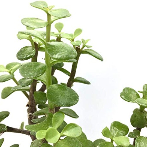Live Dwarf Bonsai Tree 4-6 Tall 3-4 Years Old | Juniper or Jade ...