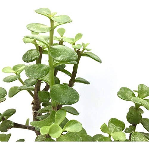 Live Dwarf Bonsai Tree 4-6 Tall 3-4 Years Old | Juniper or Jade ...