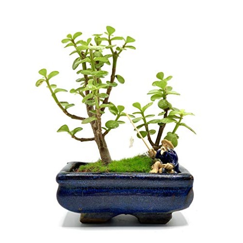 Live Dwarf Bonsai Tree 4-6 Tall 3-4 Years Old | Juniper or Jade ...
