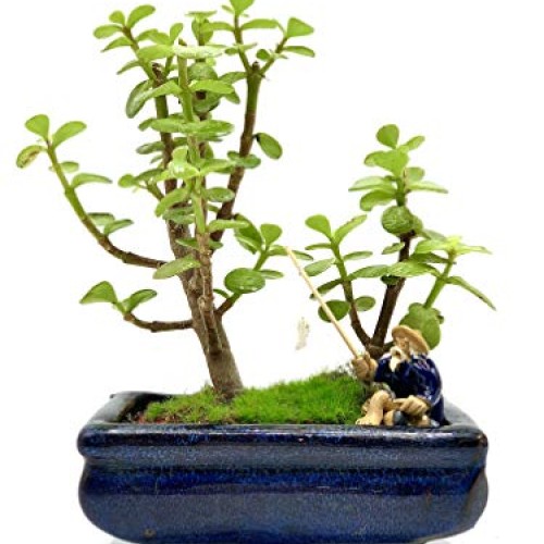 Live Dwarf Bonsai Tree 4-6 Tall 3-4 Years Old | Juniper or Jade ...