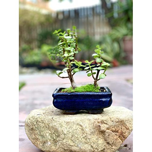 Live Dwarf Bonsai Tree 4-6 Tall 3-4 Years Old | Juniper or Jade ...