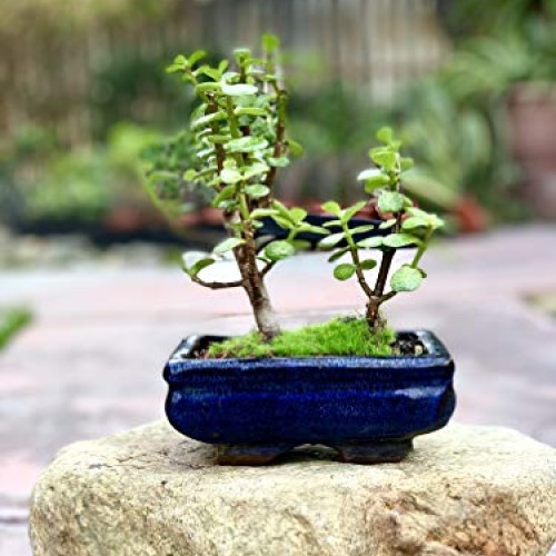 Live Dwarf Bonsai Tree 4-6 Tall 3-4 Years Old | Juniper or Jade ...