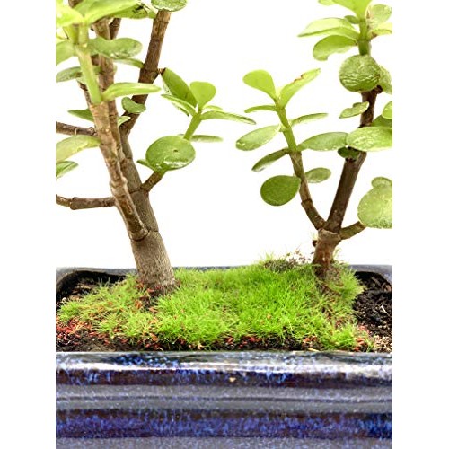 Live Dwarf Bonsai Tree 4-6 Tall 3-4 Years Old | Juniper or Jade ...
