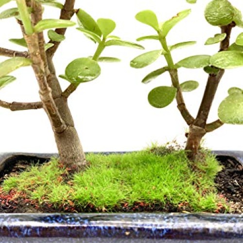Live Dwarf Bonsai Tree 4-6 Tall 3-4 Years Old | Juniper or Jade ...