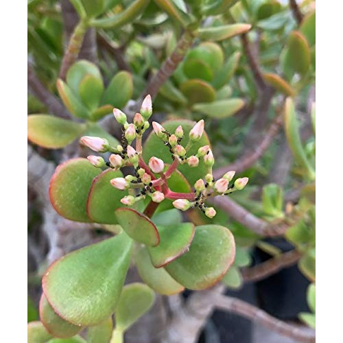 Live Dwarf Bonsai Tree 4-6 Tall 3-4 Years Old | Juniper or Jade ...