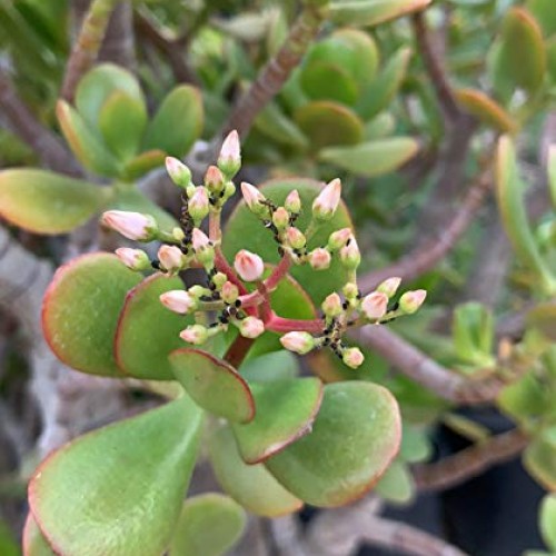 Live Dwarf Bonsai Tree 4-6 Tall 3-4 Years Old | Juniper or Jade ...