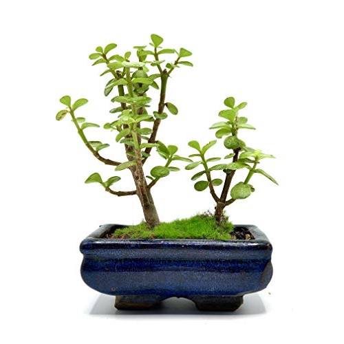 Live Dwarf Bonsai Tree 4-6 Tall 3-4 Years Old | Juniper or Jade ...