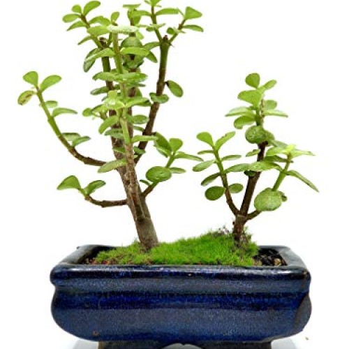 Live Dwarf Bonsai Tree 4-6 Tall 3-4 Years Old | Juniper or Jade ...