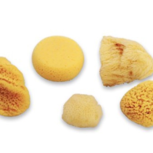Natural Sea & Synthetic Sponges - Assorted Sizes 7pc Value Pack fo...