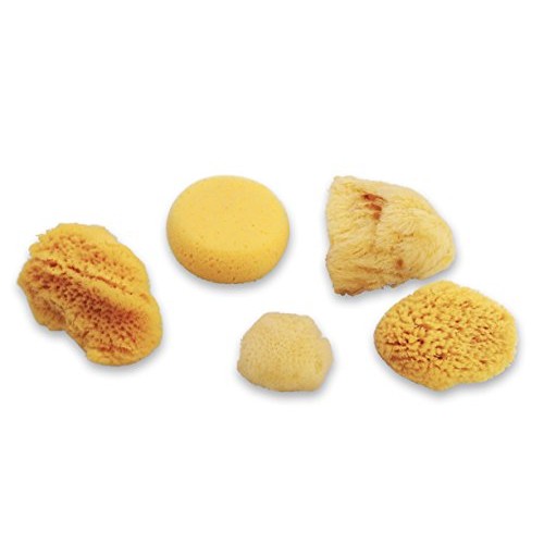 Natural Sea & Synthetic Sponges - Assorted Sizes 7pc Value Pack fo...