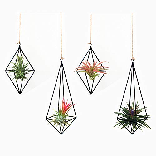 Black 4 Packs Air Plant Hanging Holder Metal Himmeli Decor Modern ...