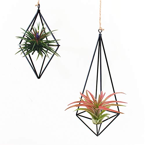 Black 4 Packs Air Plant Hanging Holder Metal Himmeli Decor Modern ...