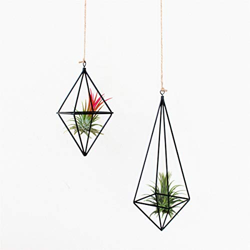 Black 4 Packs Air Plant Hanging Holder Metal Himmeli Decor Modern ...