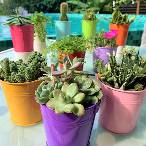 Hanging Pots for Plants - 10 Pack, Metal 4 Inch Pots for Plants wi...